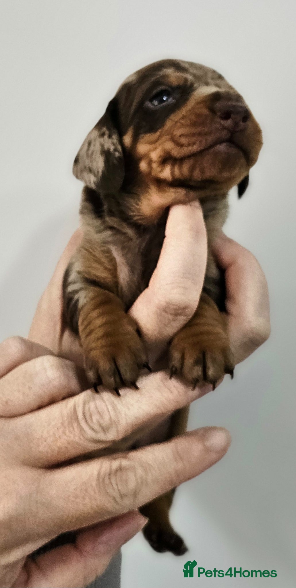 Dachshund dogs Stunning puppies, kc registered parents  - Advert 2