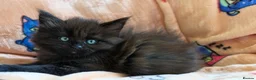 Maine Coon cats for sale: Maine coon kittens - Advert 8