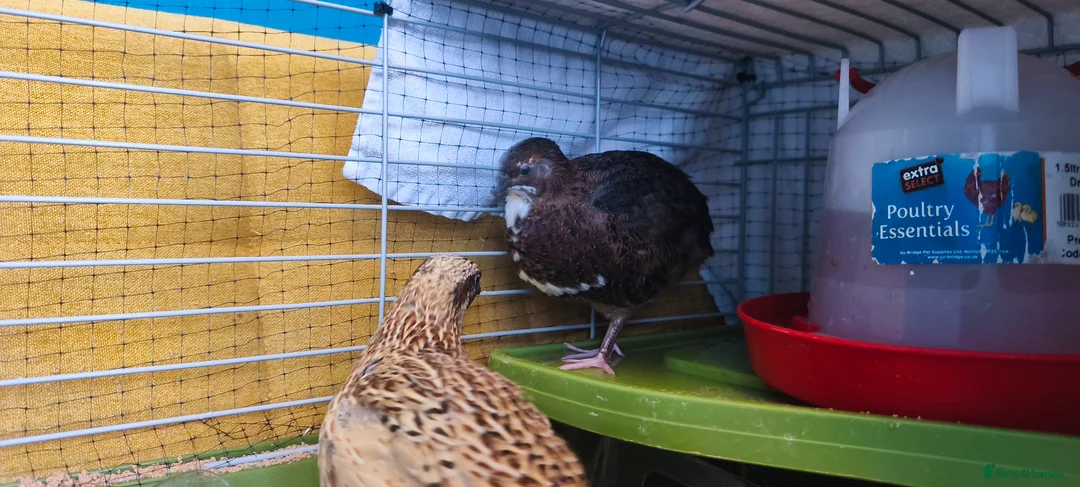 Quail poultry for sale: Two Male Coturnix Quails (Hatched: 14th of March) in Rochford - Advert 2