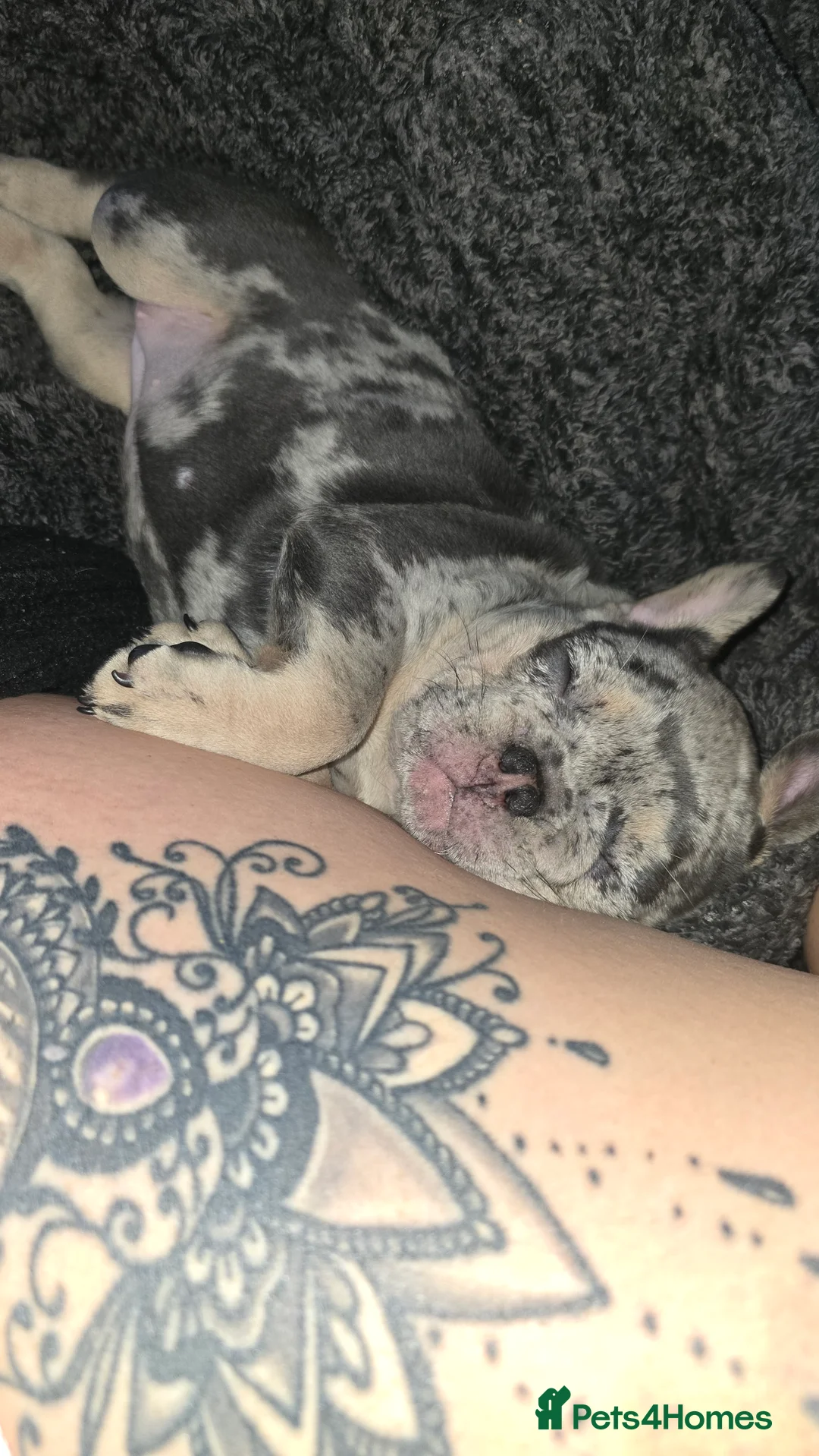 French Bulldog dogs for sale:  french bulldog puppies ( ready now )  - Advert 12