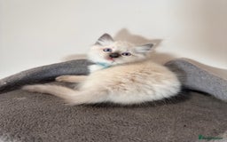 Ragdoll cats for sale: Last Girl & Boy beautiful Ragdolls - Image 8