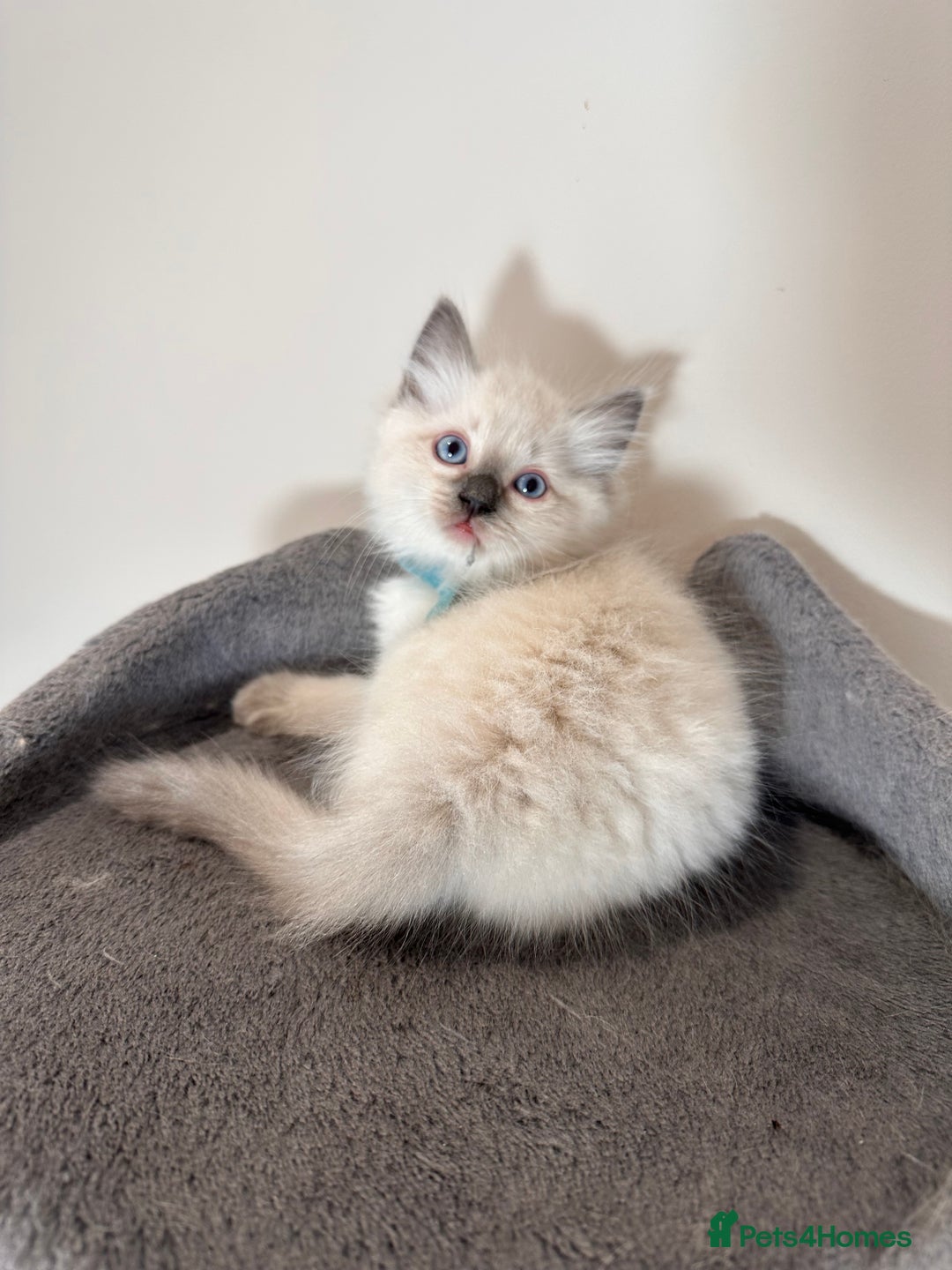 Ragdoll cats for sale: Last Girl & Boy beautiful Ragdolls - Image 8