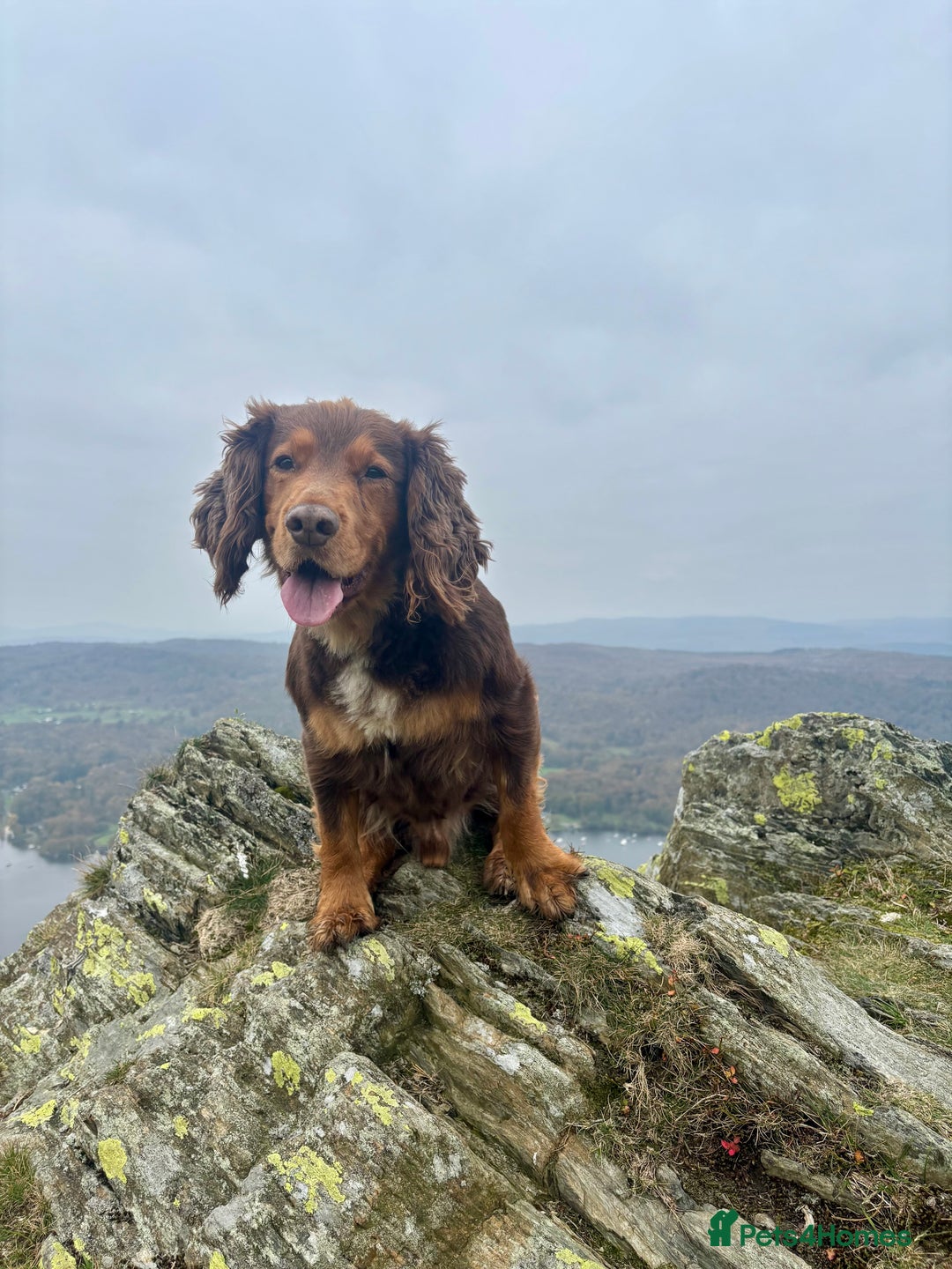 Cocker Spaniel dogs for stud: Cocker Spaniel stud  - Advert 4