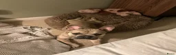 French Bulldog dogs for sale: The most loving French bulldog for sale  - Advert 3