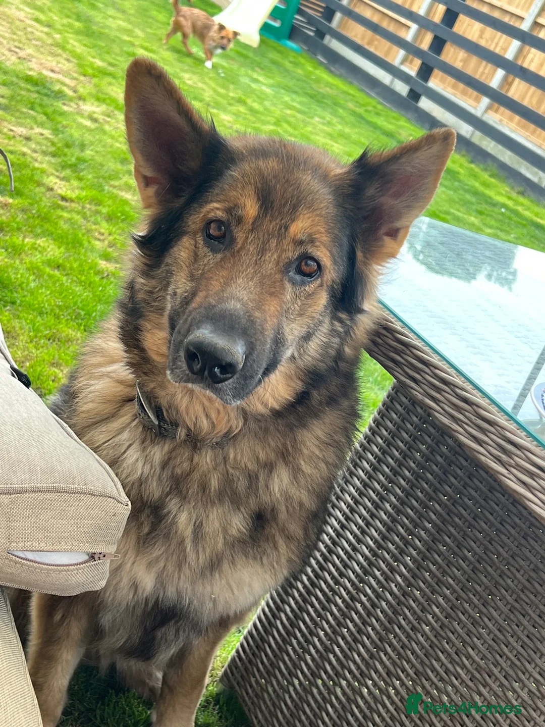 Mixed Breed dogs for sale: German Shepherd × German Shorthaired Pointer - Advert 2