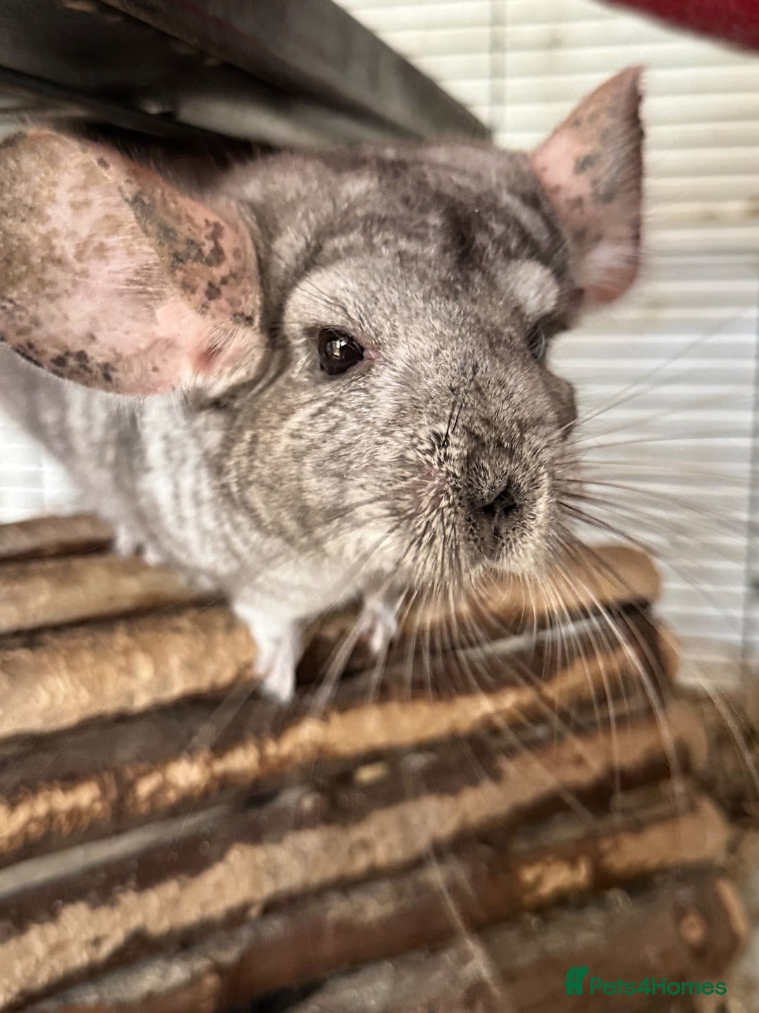 Chinchilla rodents for sale: Trio of Chinchillas - Advert 1