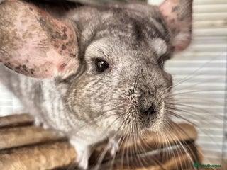 Chinchilla rodents Trio of Chinchillas - Advert 1