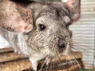 Chinchilla rodents Trio of Chinchillas - Advert 2