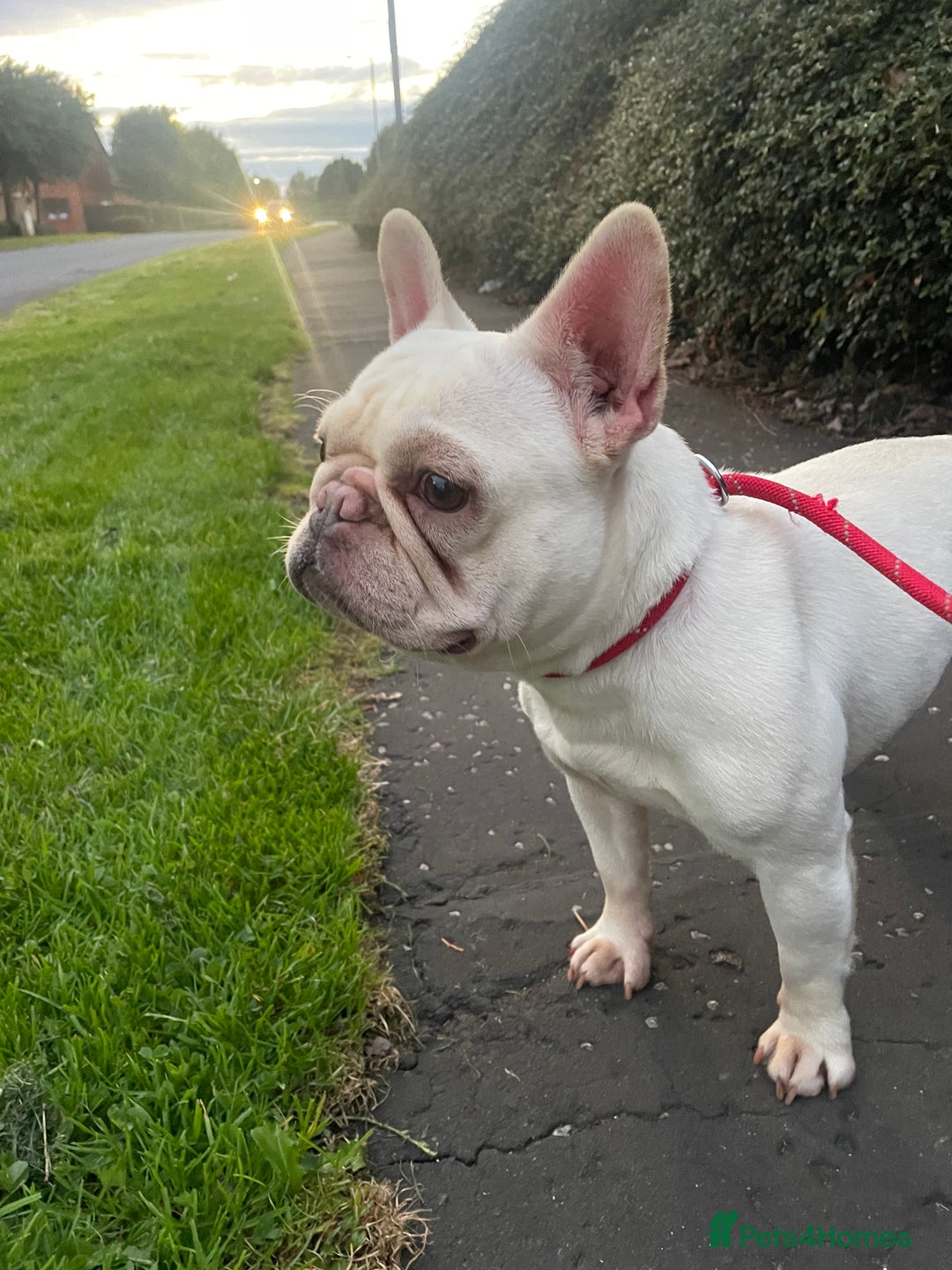 French Bulldog dogs for sale: forever home needed for this beautiful girl  - Image 1