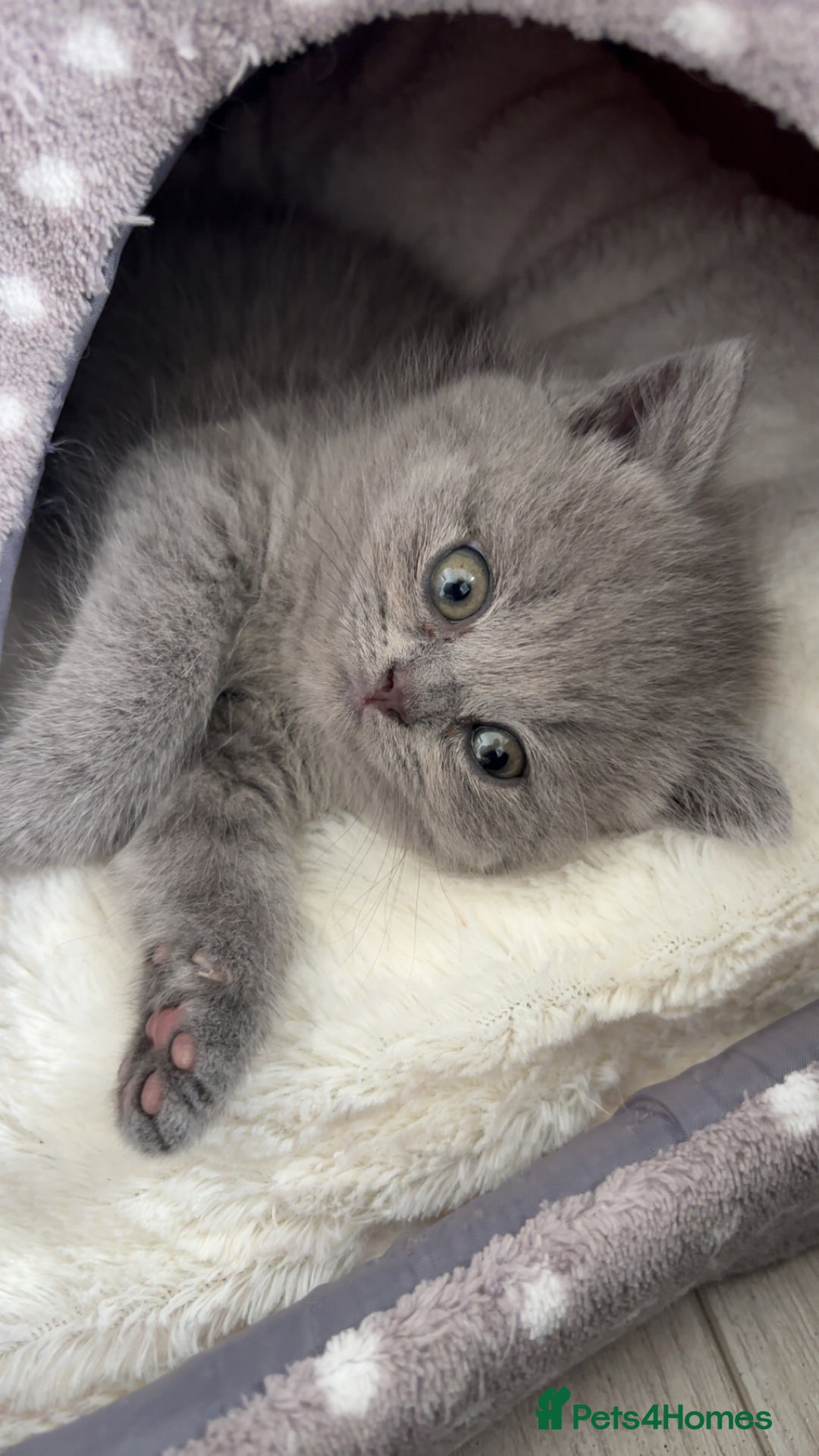Scottish Fold cats for sale: British shorthair x Scottish fold kittens - Advert 4