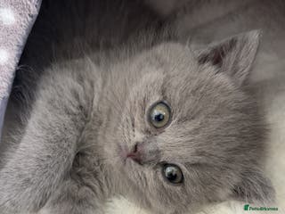 Scottish Fold cats British shorthair x Scottish fold kitten - Advert 9