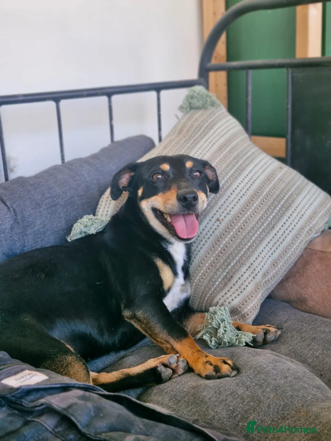 Mixed Breed dogs for adoption: 💕 Meet Brandy —a little dog with a huge heart 💕 - Advert 1