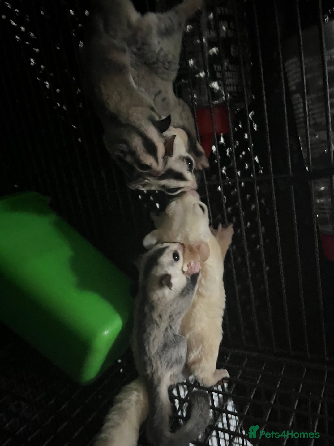 Sugar Glider rodents for sale: Sugar glider babies  - Advert 11