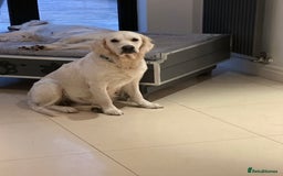 Golden Retriever dogs for sale: 4 Year Old Female Cream Golden Retriever  - Image 6
