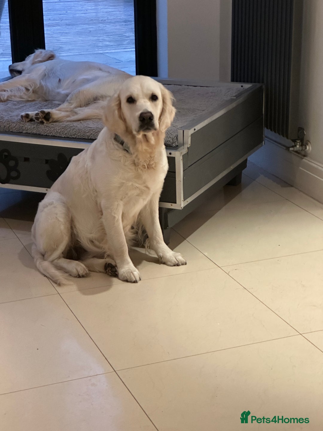 Golden Retriever dogs for sale: 4 Year Old Female Cream Golden Retriever  - Image 6