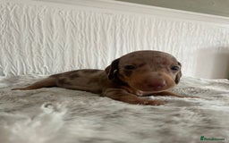Miniature Dachshund dogs for sale: Miniature dachshunds  - Image 20