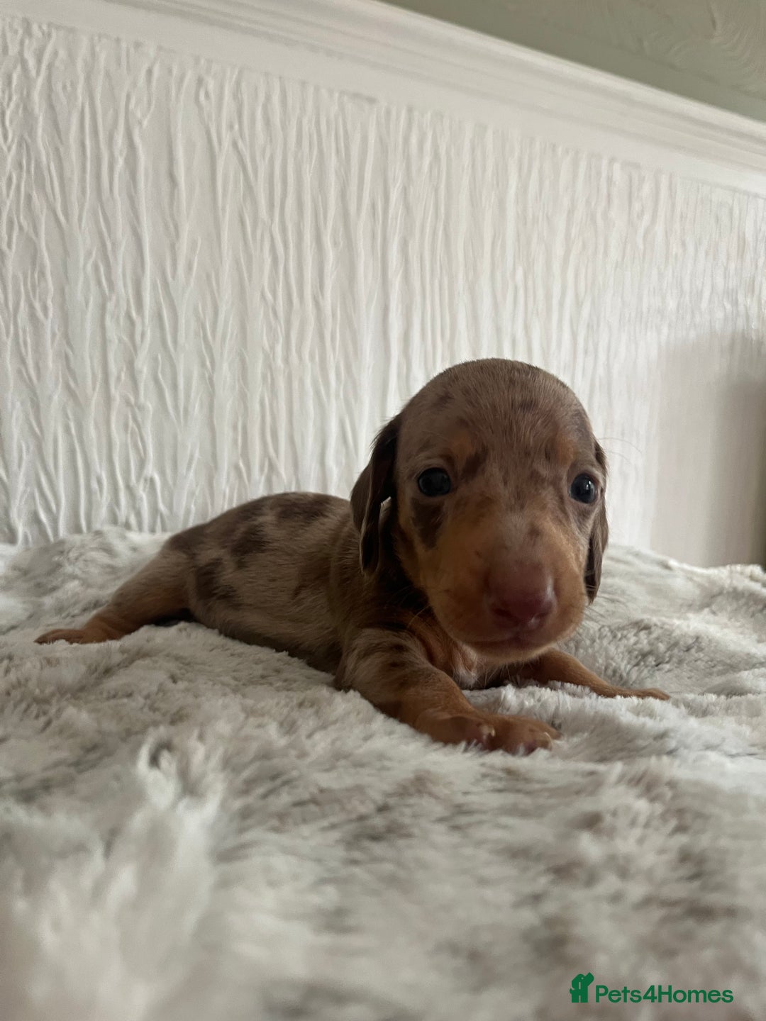 Miniature Dachshund dogs for sale: Miniature dachshunds  - Image 20