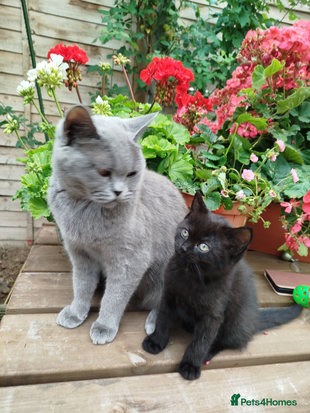 British Shorthair cats for sale: Beautiful kittens  - Image 6