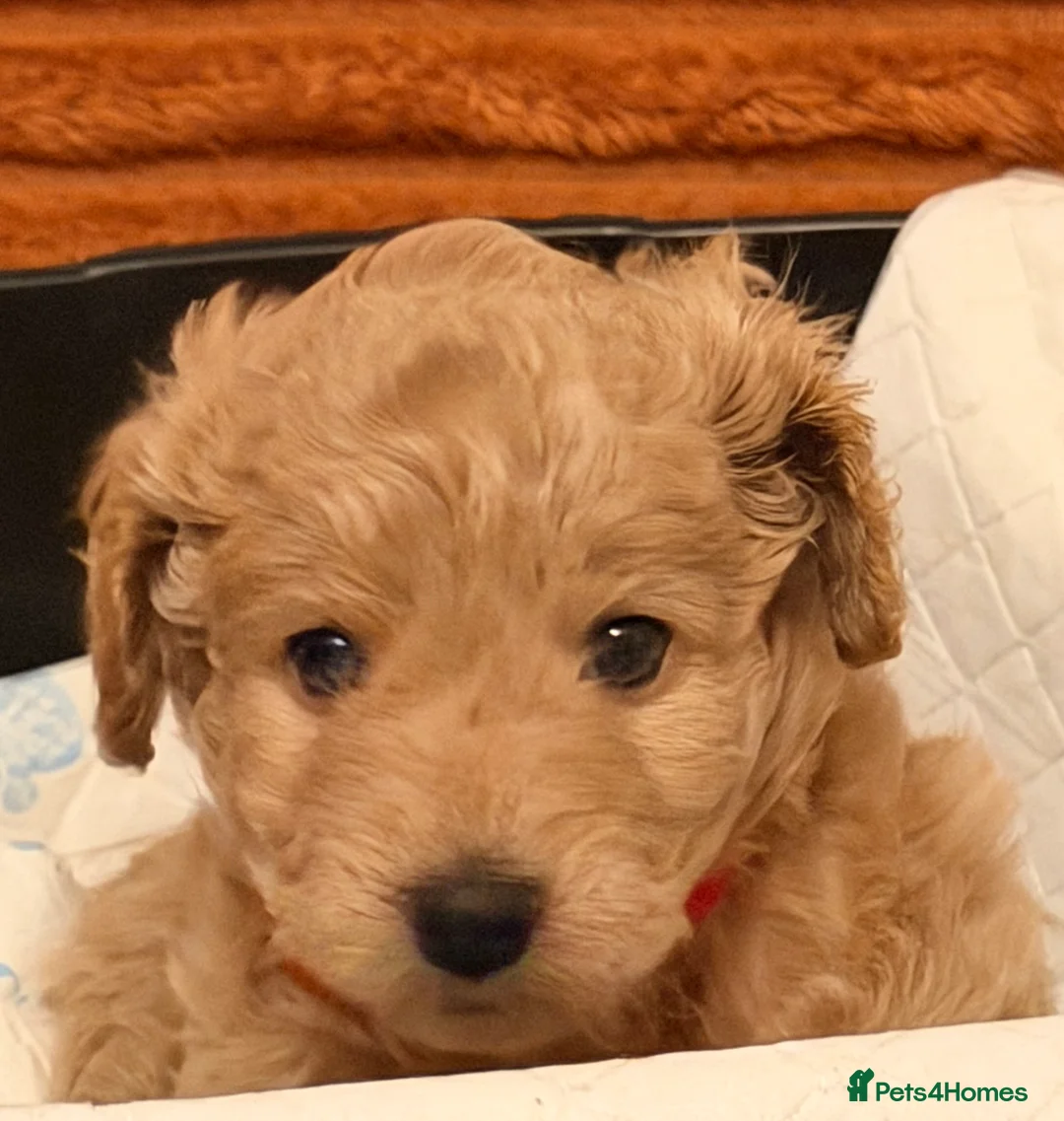 Cockapoo dogs for sale: Five Cockapoo all female  - Advert 7