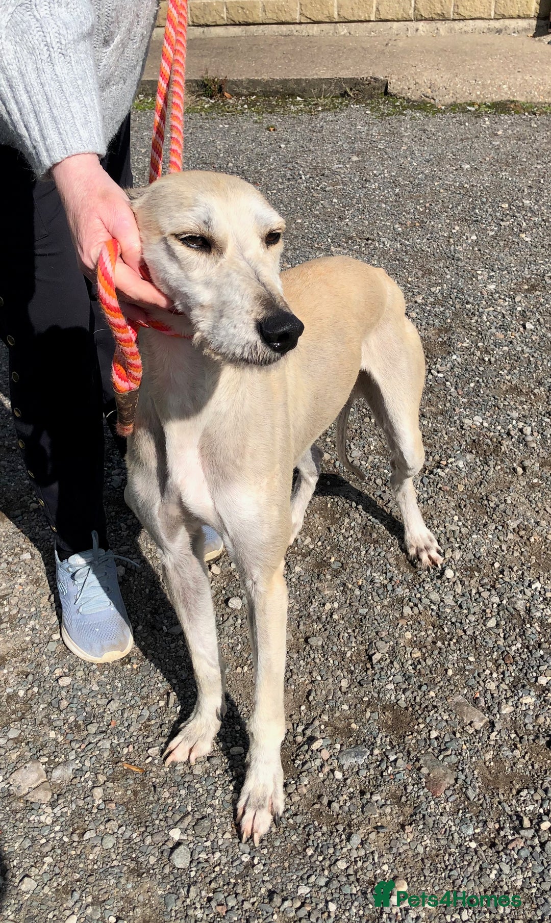 Lurcher dogs for adoption: Goose, lurcher in need of loving home - Image 4