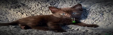 Pale green collar male