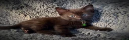 Mixed Breed cats for sale: 9 beautiful friendly kittens - Advert 17