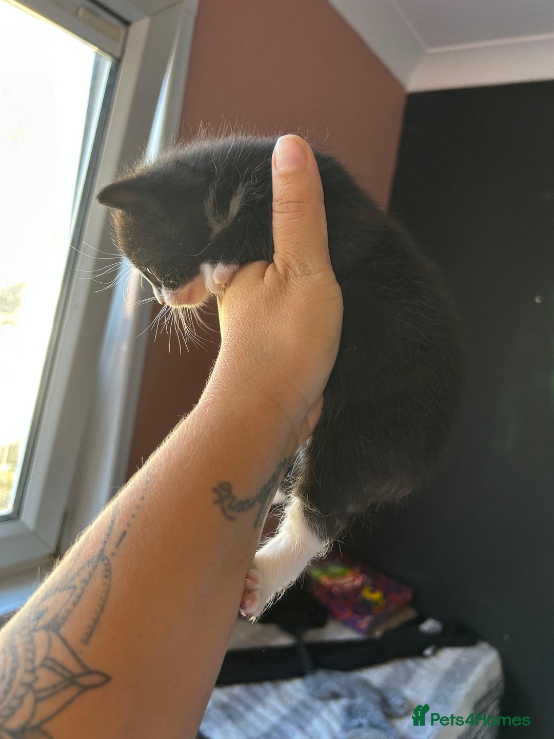Mixed Breed cats for sale: Part Siamese kittens for sale - Image 12