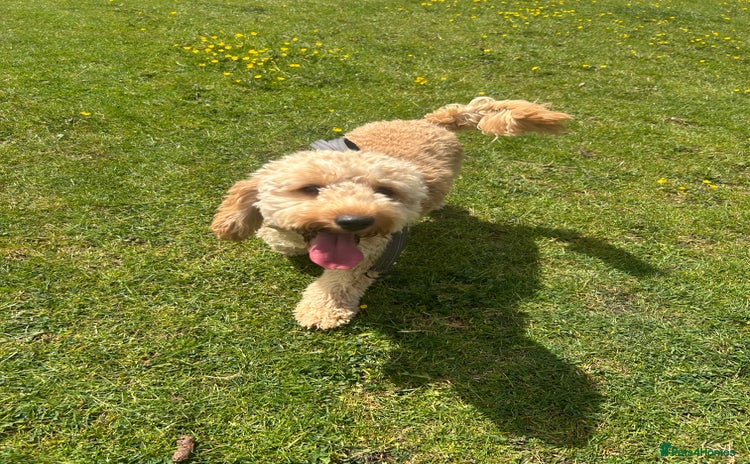 Cockapoo dogs - Advert 5