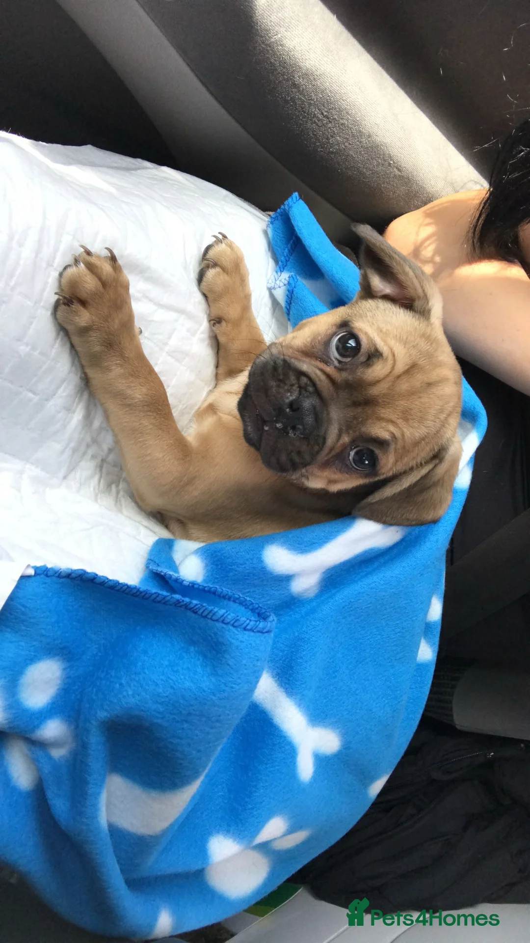 Frug dogs for stud: Rocco the Frug in Bridgwater - Advert 10