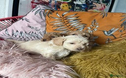 Maltipoo dogs for sale: 💗💙 **  TOY MALTIPOOS💗💙 - Image 10