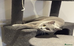 British Shorthair cats for sale: Gorgeous British Shorthair Kittens Chunky, Loving  - Image 29