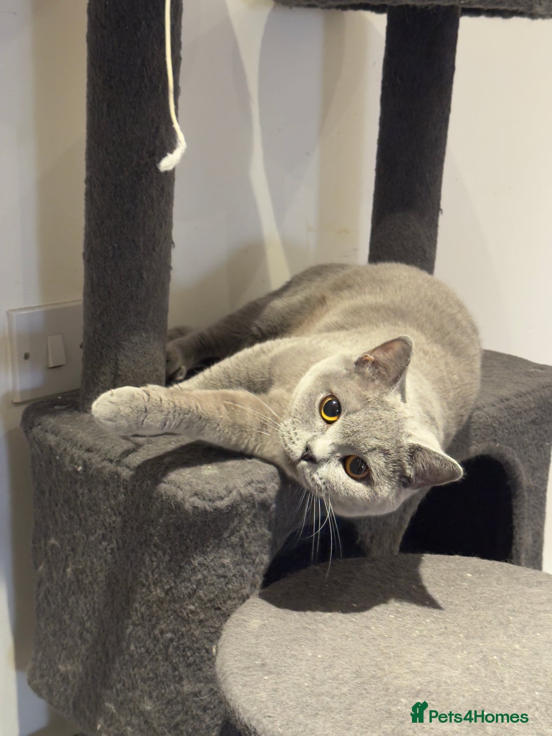 British Shorthair cats for sale: Gorgeous British Shorthair Kittens Chunky, Loving  - Image 29