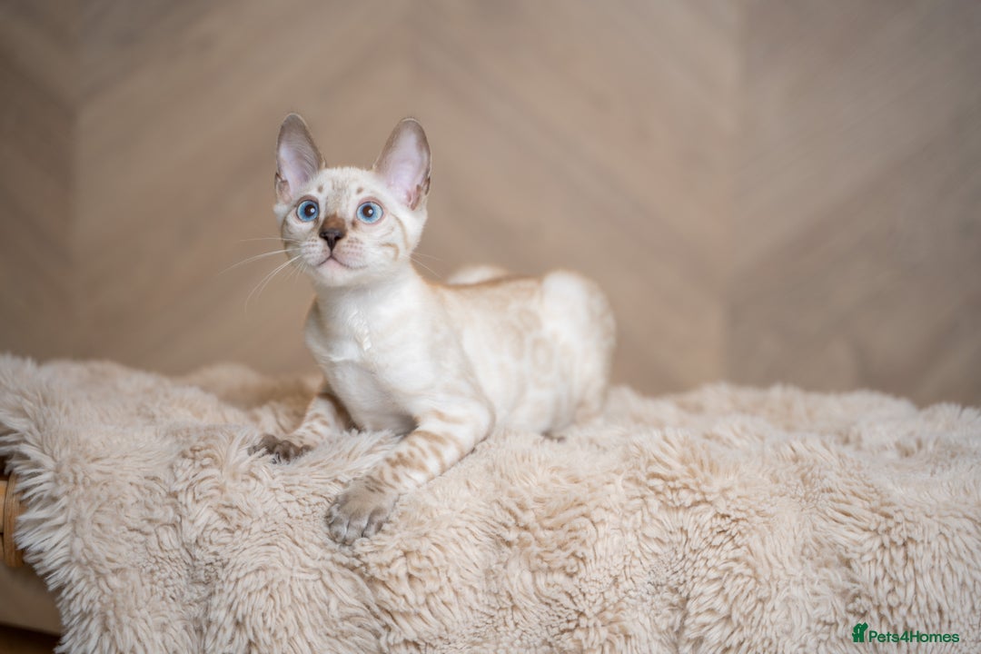 Bengal cats for sale: FRANCO- Snow Bengal Boy- Excellent traits-TICA reg - Advert 25