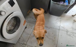 Mixed Breed dogs for sale: 7 Month Old Mixed Breed Puppy - Image 3