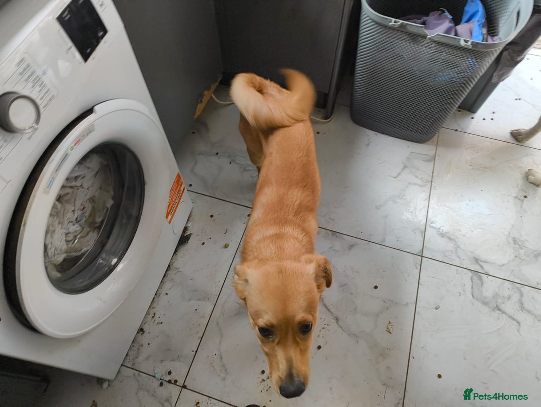 Mixed Breed dogs for sale: 7 Month Old Mixed Breed Puppy - Image 3