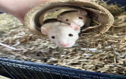 Guinea Pig rodents for sale: Guinea Pigs and other rodents available - Image 4