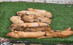 Mixed Breed dogs for sale: 💎 Stunning Brindle Bully Pups – Rare, Ready Now! - Image 9