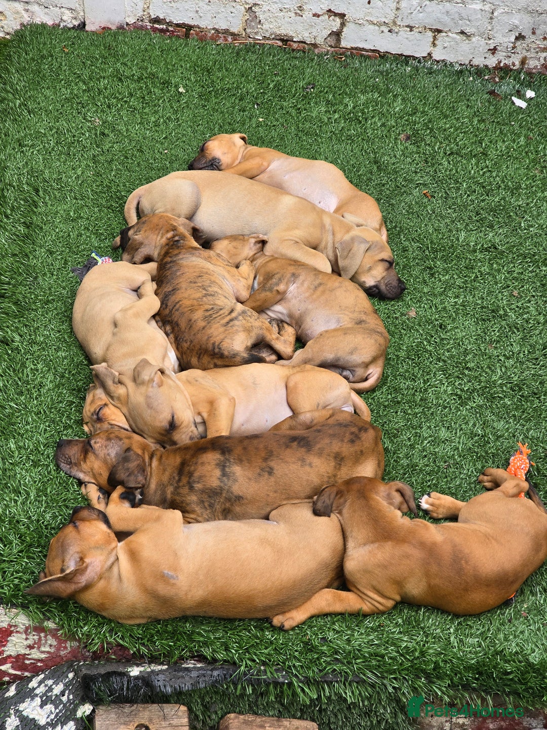 Mixed Breed dogs for sale: 💎 Stunning Brindle Bully Pups – Rare, Ready Now! - Image 9