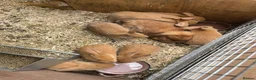 Mini Lop rabbits for sale: Lovely Mini Lop Bunnies  - Advert 4