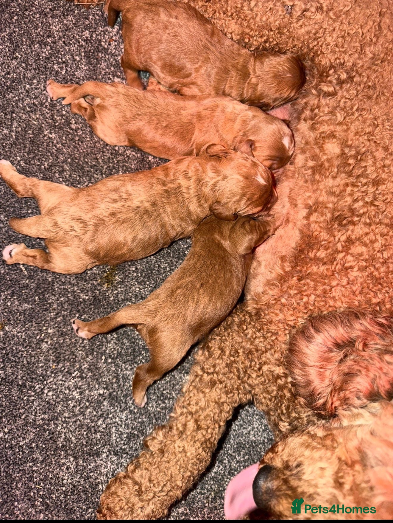 Cavapoo dogs for sale: Stunning Red Cavapoo Puppies - Advert 13