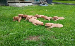 Labrador Retriever dogs for sale: Fox red labrador puppies  - Image 9