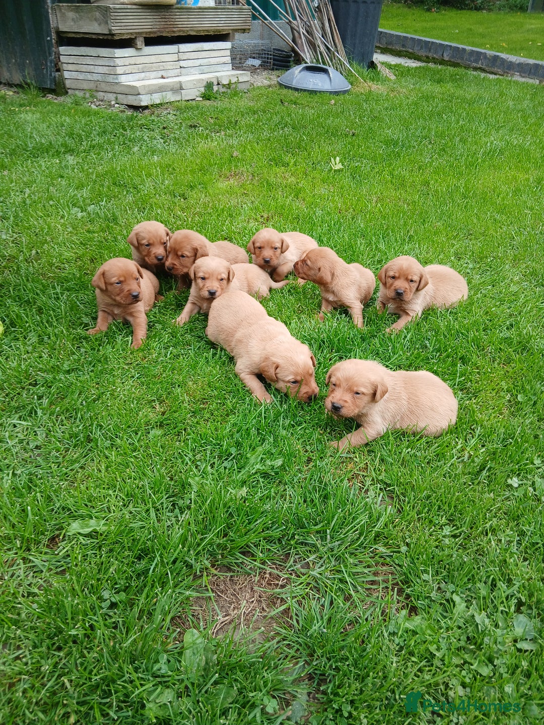 Labrador Retriever dogs for sale: Fox red labrador puppies  - Image 9