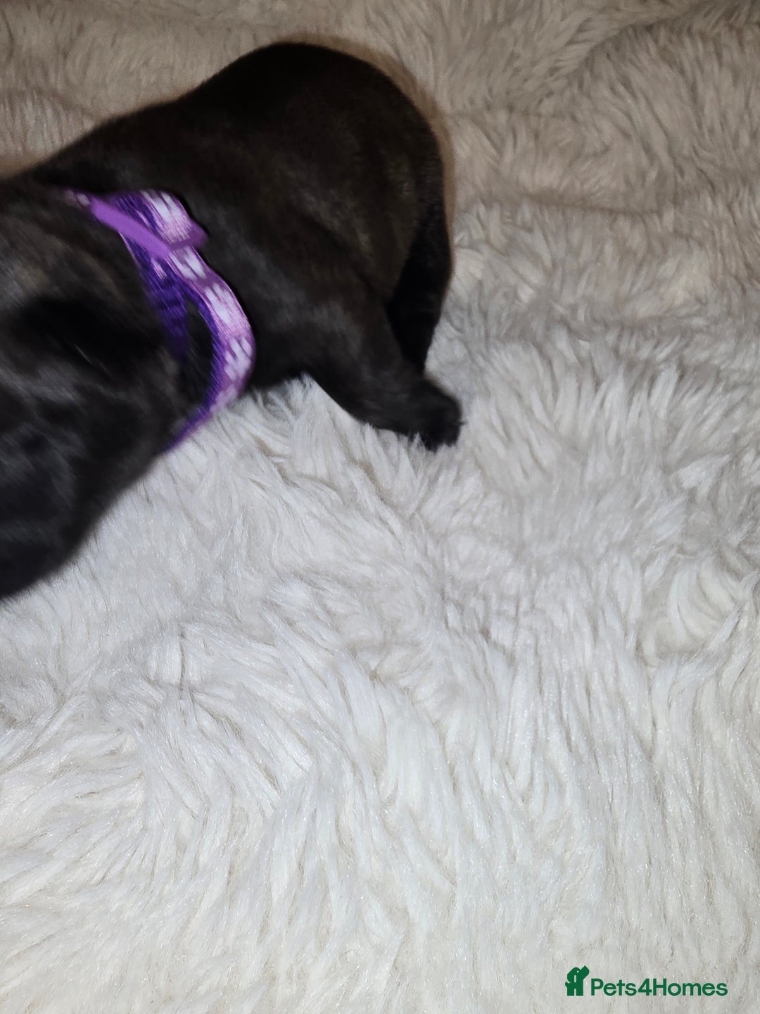 French Bulldog dogs for sale: 2 beautiful female French bulldogs - Advert 6