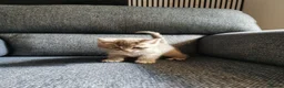 Mixed Breed cats for sale: Beautiful Kittens  - Advert 11