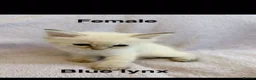 Ragdoll cats for sale: Beautiful Ragdolls  - Advert 6