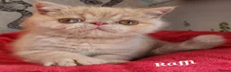 Persian cats for sale: Gccf Persian exotic short hair ( Chunky boys ) - Advert 1