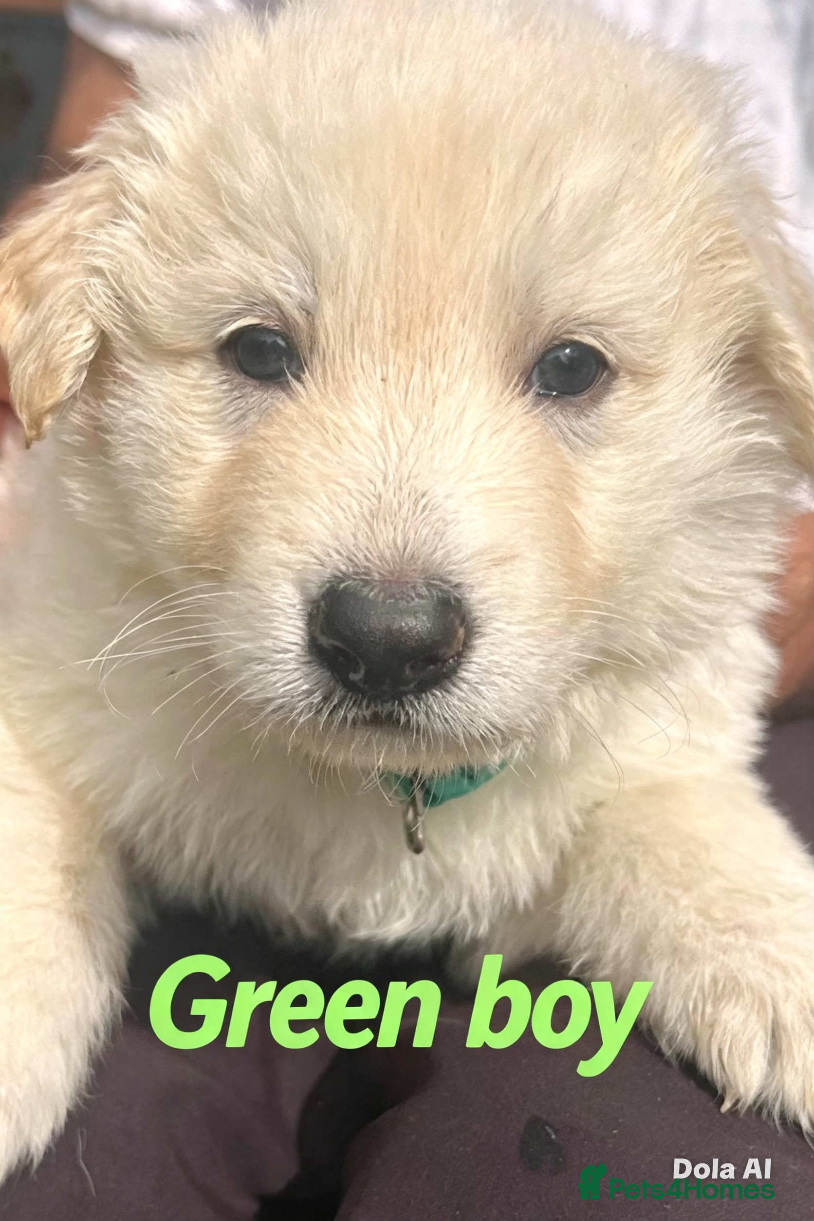 German Shepherd dogs KC-registered, long-coated, German Shepherd pups - Advert 2