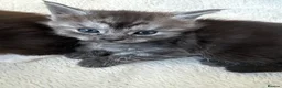 Maine Coon cats for sale: Polydactyl Maincoon cross  - Advert 3