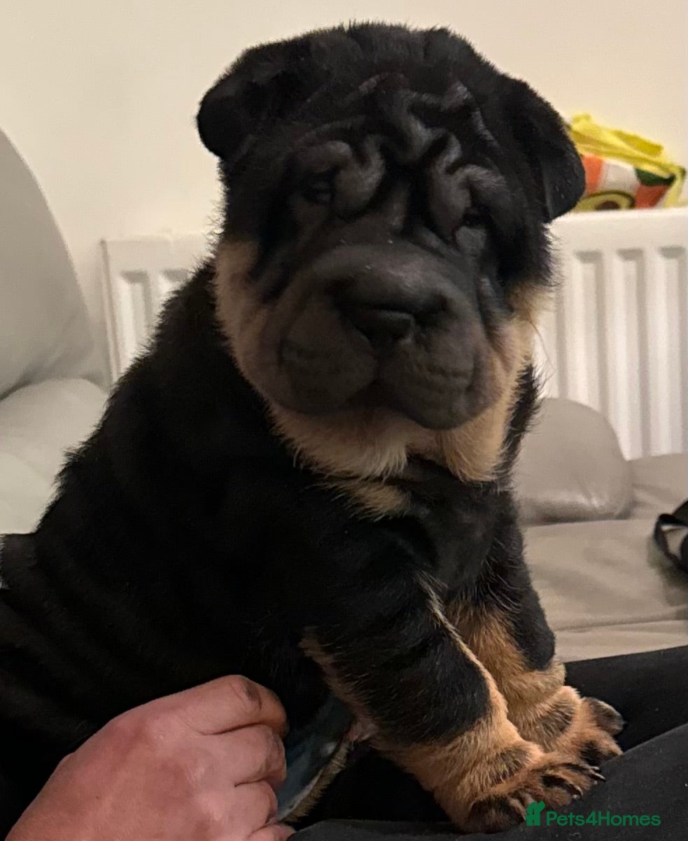 Dogs Shar Pei Retriever Golden Retriever Shar Pei Mix Puppies