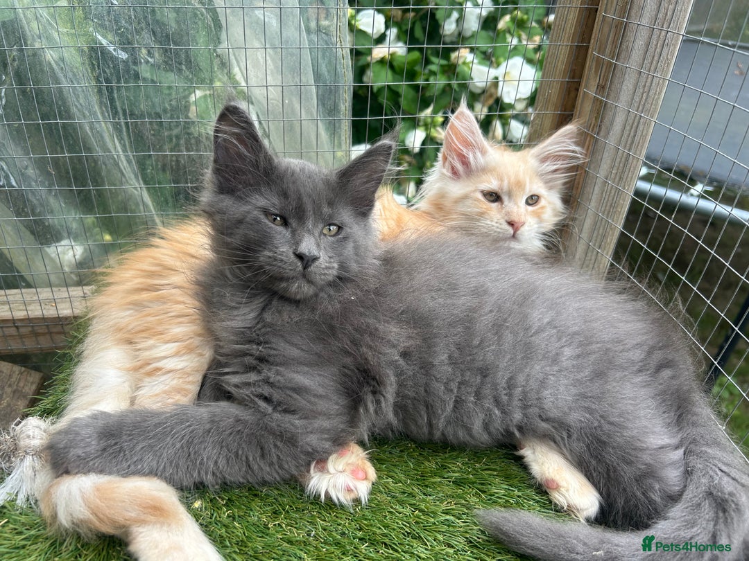 Maine Coon cats for sale: 🔥 TICA Maine coon kittens 🔥  READY NOW 💕💕 - Image 28